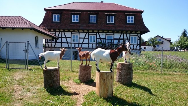 Objektansicht mit Ziegen 