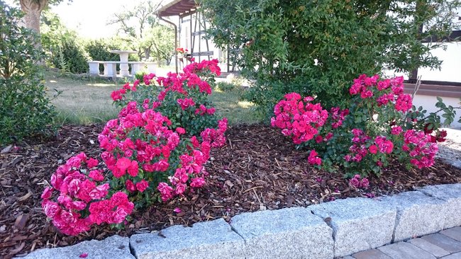 Rosengarten 