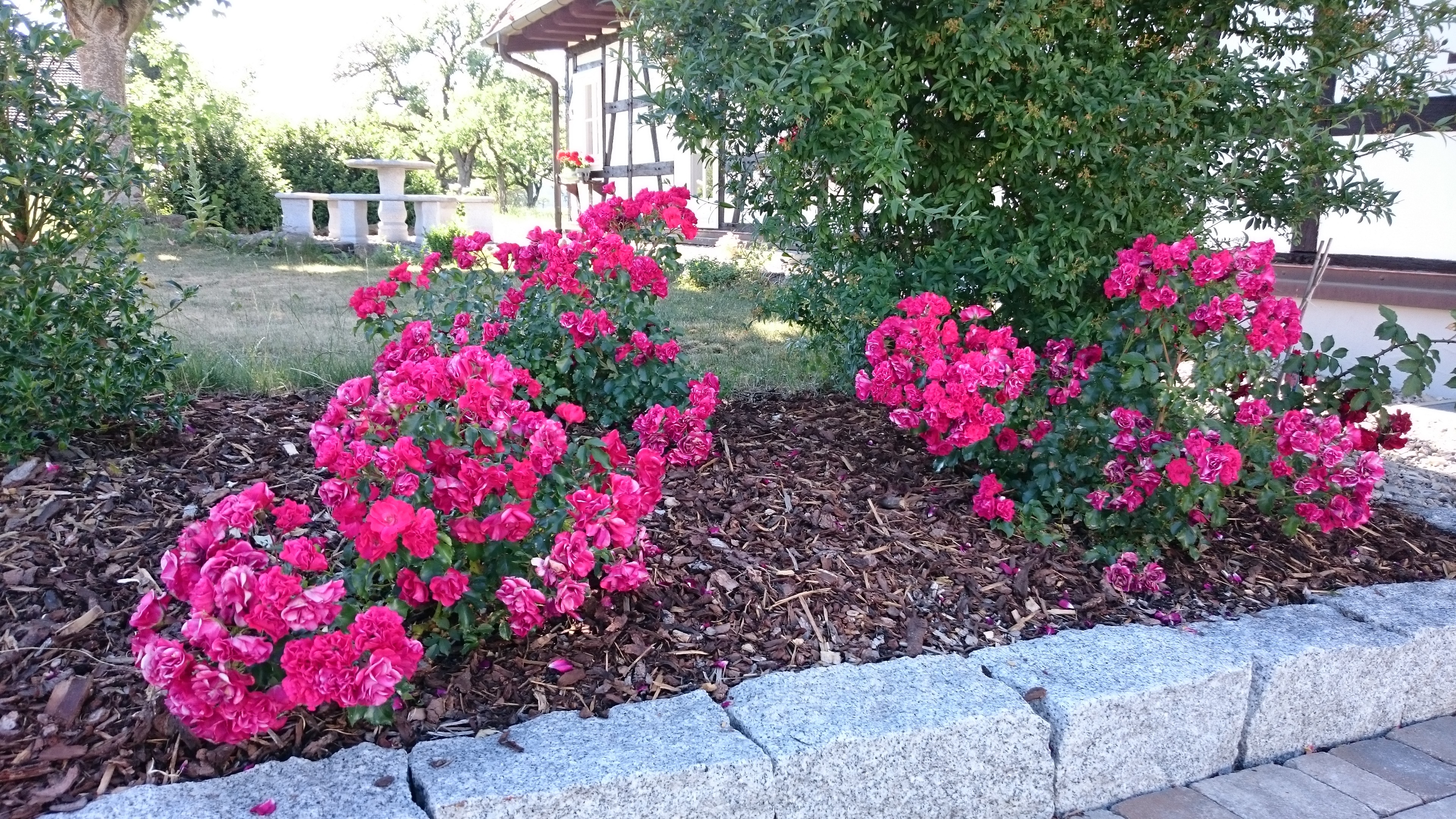 Rosengarten 