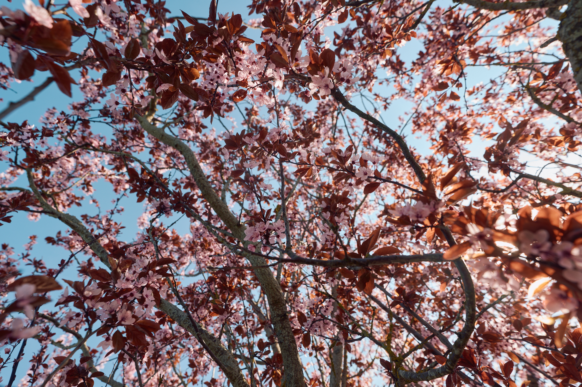 Gartendetail 