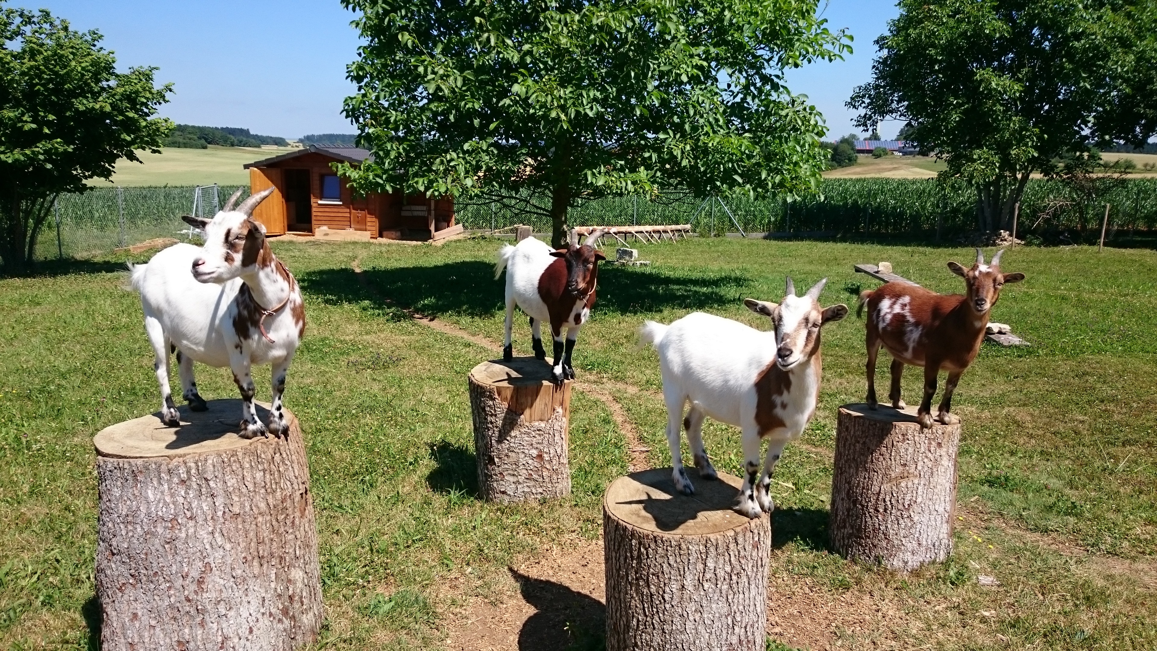 Tiere im rückwärtigen Bereich 